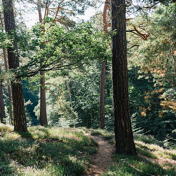 Ein kleiner Weg, der durch die Kiefern im Pfälzerwald führt