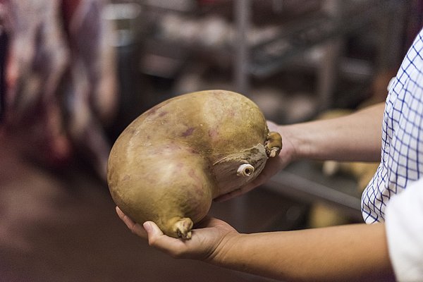 Es wird ein Pfälzer Saumagen in den Händen gehalten 