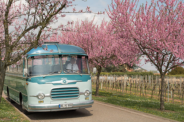 Panorama Omnibus zwischen den Mandelblüten