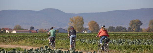 Radfahren durch Gemüsefelder