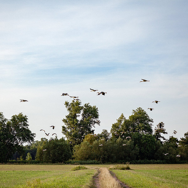 Eine Wiese, mit ganz vielen fliegenden Störchen