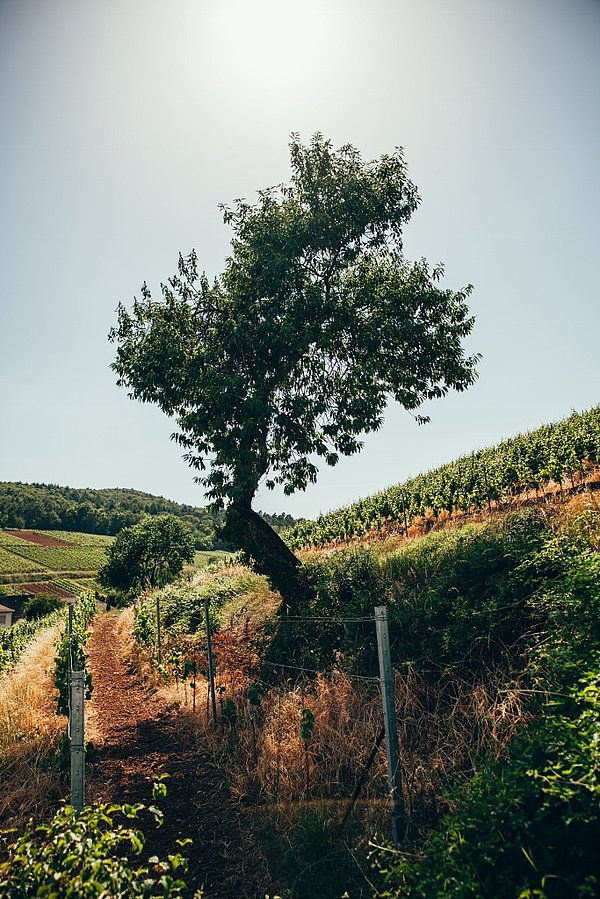 Ein Kastanienbusch mitten in den Weinreben
