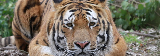 Nahaufnahme eines Tigers aus dem Zoo Landau