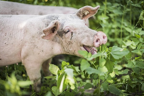 Schwein frisst Pflanzen